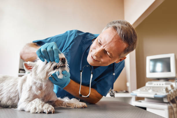 Best Emergency Denture Repair in Fitchburg, WI
